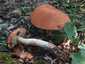 Vörös érdestinóru (Leccinum albostipitatum), Budai-hegység